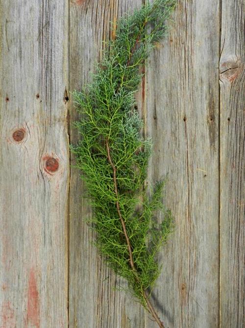 CAROLINA SAPHIRE CEDAR  CHRISTMAS GREENS